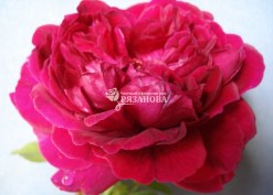 Фото цветка розы Фальстаф