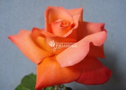 Фото цветка розы Христофор Колумб