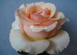 Фото цветка розы Примадонна
