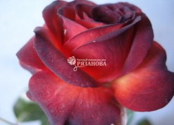 Цветок спрей-розы Чокочино