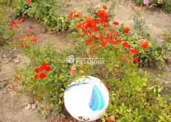 Фото куста миниатюрной розы Ред Капелька
