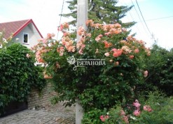 Фото цветения  парковой розы Вестерленд