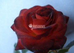 Фото цветка спрей-розы Чокочино