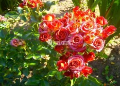 Соцветие спрей-розы Чокочино