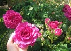 Соцветие патио розы Карат