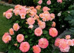 Куст розы  Августа Луиза (фото Галины Сызько)