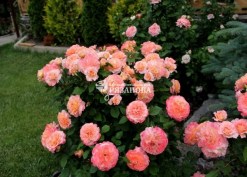 Цветение куста розы  Августа Луиза (фото Галины Сызько)