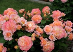 Фото цветение куста розы  Августа Луиза (фото Галины Сызько)
