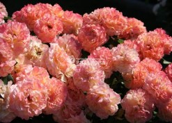 Фото соцветия розы  Августа Луиза (фото Галины Сызько)