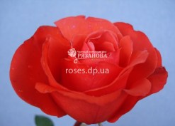 Чайно-гибридная роза Гольштейн Перле