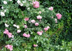Куст розы Арлекин