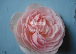 Фото цветка розы Хэритейдж