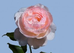 Фото английской розы Хэритейдж