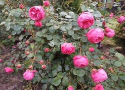 Цветение розы Помпонелла