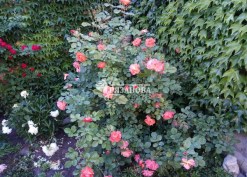 Цветение куста парковой розы Вестерленд