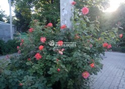 Фото куста парковой розы Вестерленд
