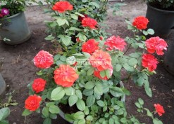 Фото цветения розы Оранж Джувел
