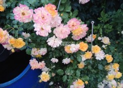 Цветение куста парковой розы Сахара