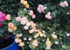 Цветение куста розы Сахара