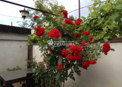 Фото сорта розы Сантана