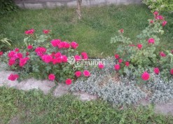 Кусты розы флорибунда Ред Леонардо да Винчи на газоне