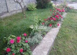 Кусты розы флорибунда Ред Леонардо да Винчи фото