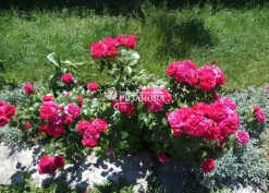 Куст розы флорибунда Ред Леонардо да Винчи фото
