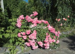 Фото куста плетистой розы  сорта Розариум Ютерсен