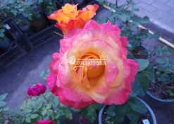 Фото цветка чайно-гибридной розы Оранж Джус