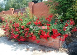 Фото цветения клумбы из почвопокровных роз Скарлет Мейяндекор