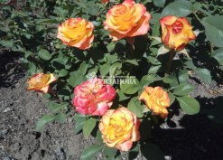Фото соцветия розы Оранж Джус