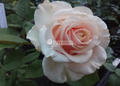 Фото цветка чайно-гибридной розы Примадонна