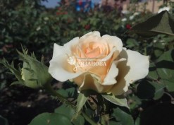 Фото цветка чайно-гибридной розы Примадонна
