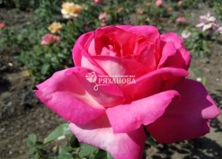 Фото цветка розы  Кроненбург