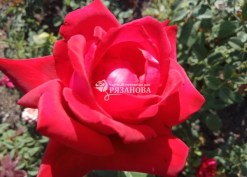 Фото цветка чайно-гибридной розы Бургунд 81