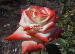 Сорт чайно-гибридной розы Императрица Фарах