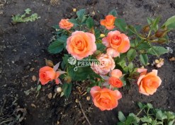 Фото кустаа розы Алегрия