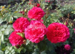 Фото соцветия розы флорибунда Ред Леонардо да Винчи