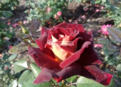 Фото цветка чайно-гибридной розы Эдди Митчелл