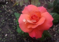 Цветок чайно-гибридной розы Христофор Колумб