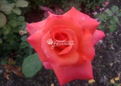Цветок розы Христофор Колумб