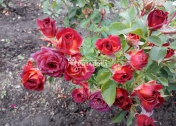 Соцветие розы Чокочино