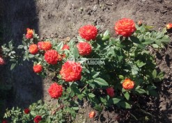 Фото куста розы Румба