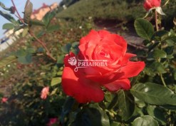 Фото цветка плетистой роза Оранж Аполло