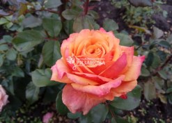 Фото цветка розы Черри Бренди