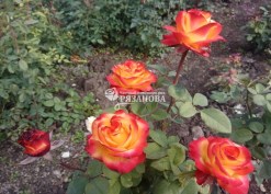Цветение куста розы Хай Меджик