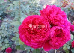Фото соцветия розы Ред Леонардо да Винчи