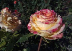 Чайно-гибридная роза Амбианс в питомнике роз