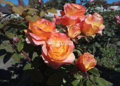 Фото цветения розы Оранж Джус