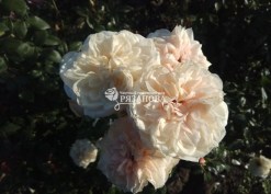 Фото цветка розы Лионс